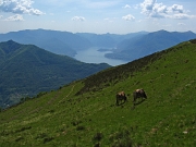 16 pascoli all'Alpe Giumello